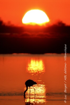 camargue-2016luc_6529-bis (web)