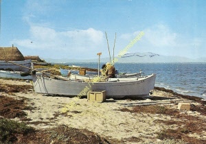 pap-2641 (taguee)